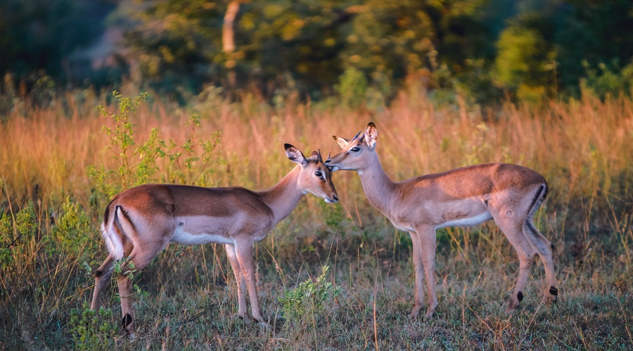 5-Day Northern Circuit Safari: Top Tanzanian Parks